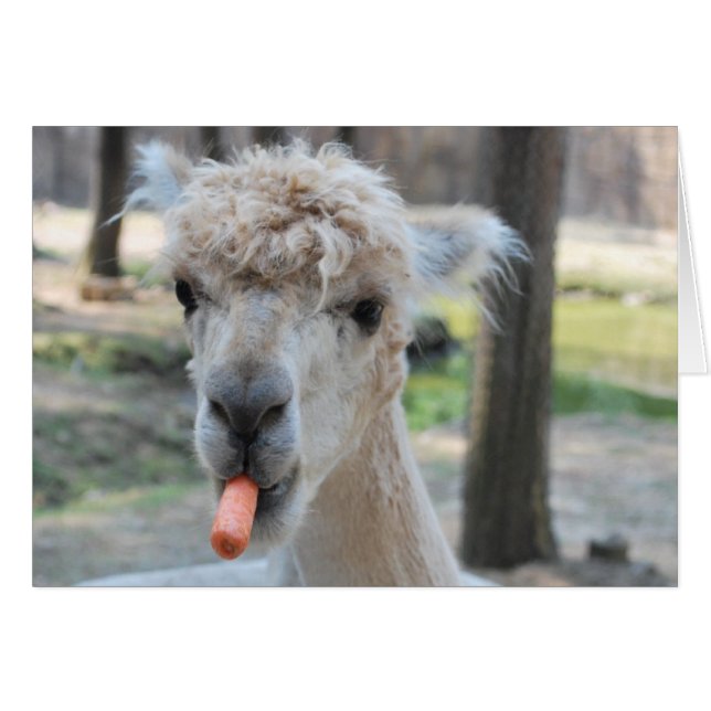 Lönsam kamel hälsningskort (Framsidan Horizontal)