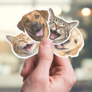 Lönsam katt och Hund med dina foton i Anpassningsb Klistermärken