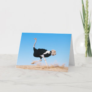Lönsam Ostrich Photo Tack Kort