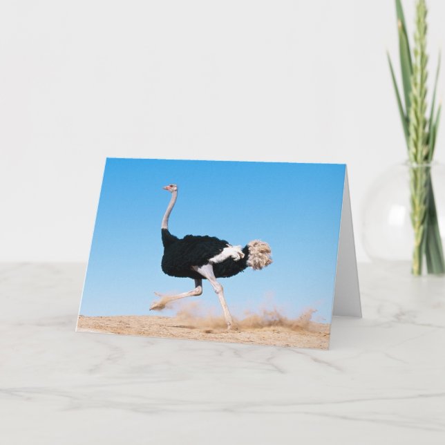 Lönsam Ostrich Photo Tack Kort (Framsida)