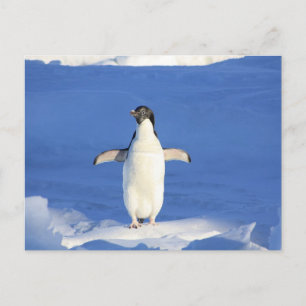 Lönsam penguin på is vykort