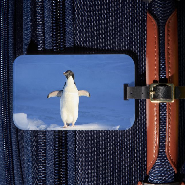 Lönsam penguin på isfoto bagagebricka (Framsida Insitu 4)