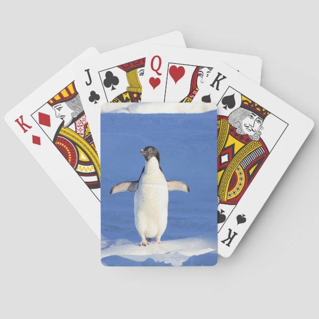 Lönsam penguin på isfoto casinokort (Baksidan)