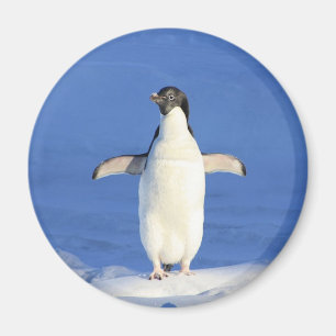 Lönsam penguin på isfoto magnet