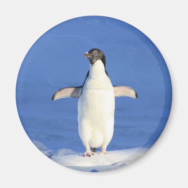 Lönsam penguin på isfoto magnet (Framsidan)