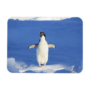 Lönsam penguin på isfoto magnet