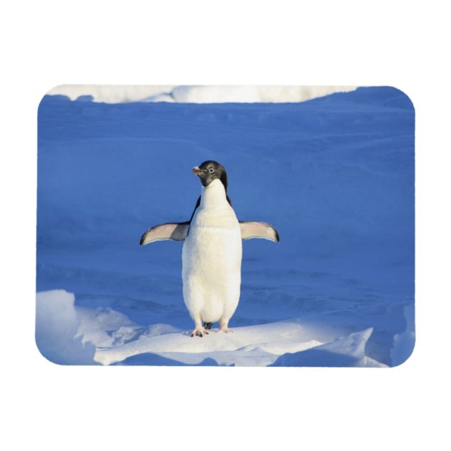 Lönsam penguin på isfoto magnet (Horisontell)