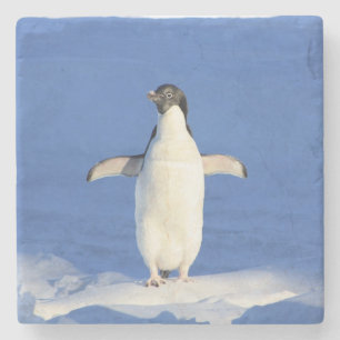 Lönsam penguin på isfoto stenunderlägg