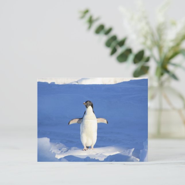 Lönsam penguin på isfoto vykort (Stående Fram)
