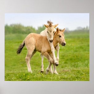 Lönsam Vild Konik Horses Foals spelar tillsammans Poster