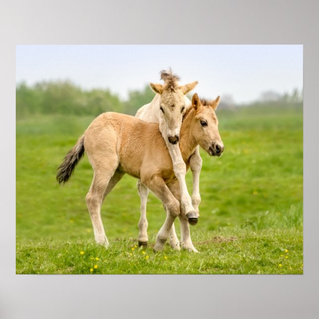 Lönsam Vild Konik Horses Foals spelar tillsammans  Poster (Framsidan)