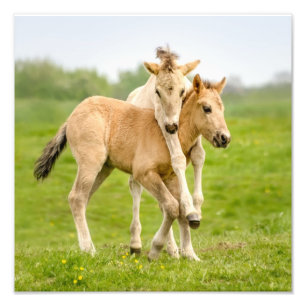 Lönsam Vild Konik Horses Foals Spelas tillsammans Fototryck