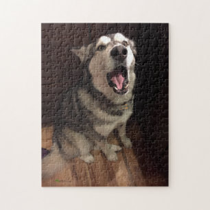Lönsam Yawning Alaska Malamute Photographic Pussel