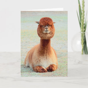 Lönsamt Alpaca-gratulationskort Kort