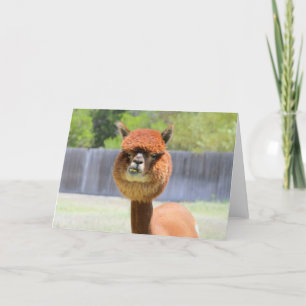 Lönsamt Alpaca-gratulationskort Kort