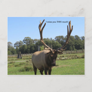 Lonsome Bull Elk-vykort Vykort