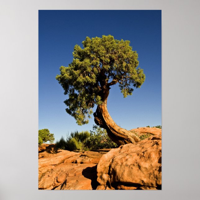 Lonsome Cedar, Deadhorse Point State Park. Poster (Framsidan)