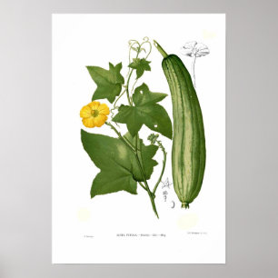 Loofah Poster