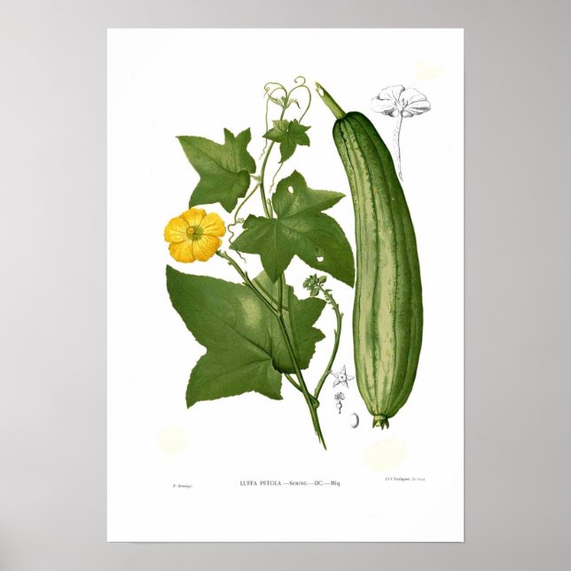 Loofah Poster (Framsidan)