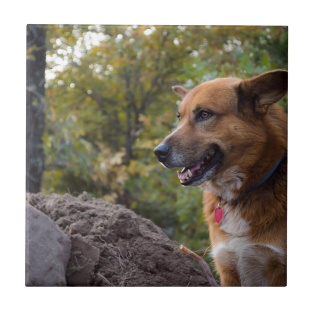 Looken av lojaliteten kakelplatta (Framsidan)