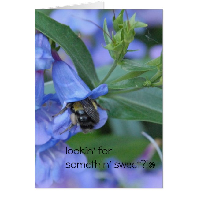 lookin för något som är söt?? hälsningskort (Framsidan)