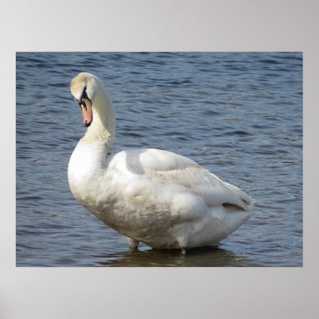 Looking Around Poster (Framsidan)