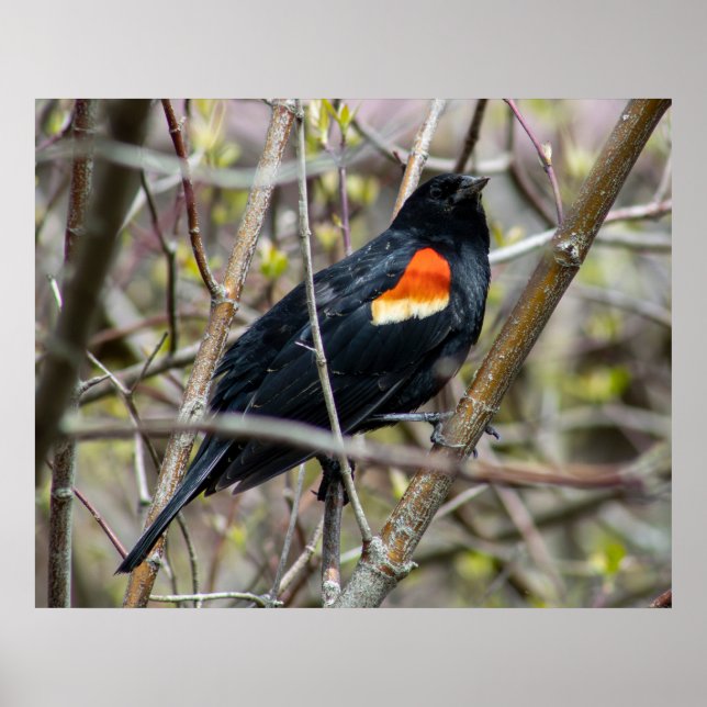 Looking Poster (Framsidan)