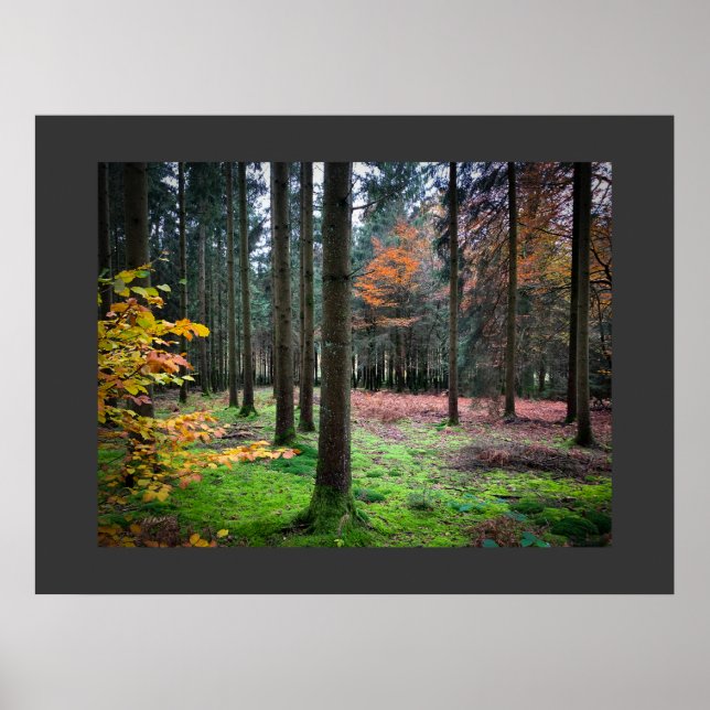 "Looking through trees in the Belgian Ardennes" Poster (Framsidan)