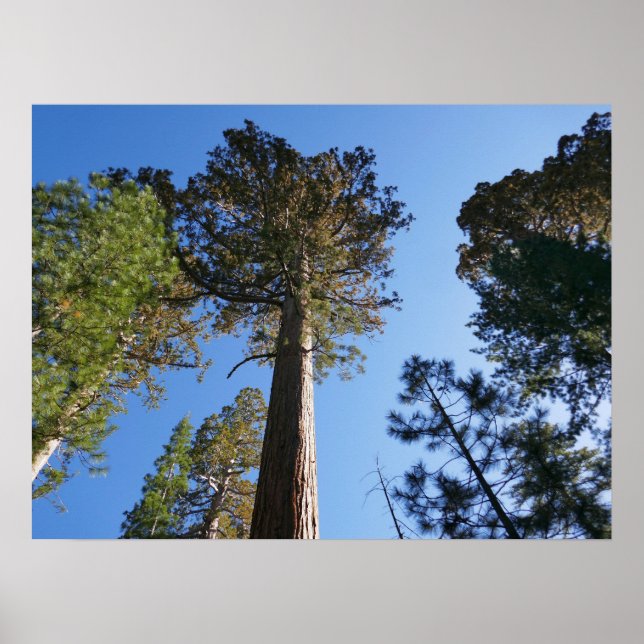 Looking Up at Mariposa Grove Poster (Framsidan)