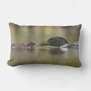 Loon Adult matar Chick Lumbarkudde