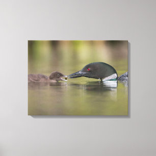 Loon Adult matar kyckling Canvastryck