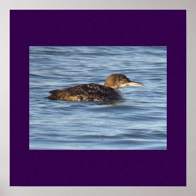 Loon Fågel Foto Affisch (Framsidan)