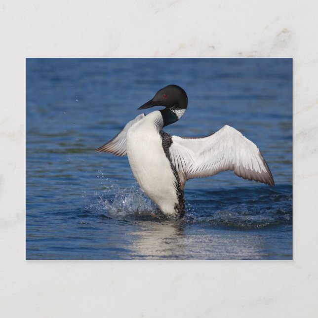 Loon IV Vykort (Framsida)