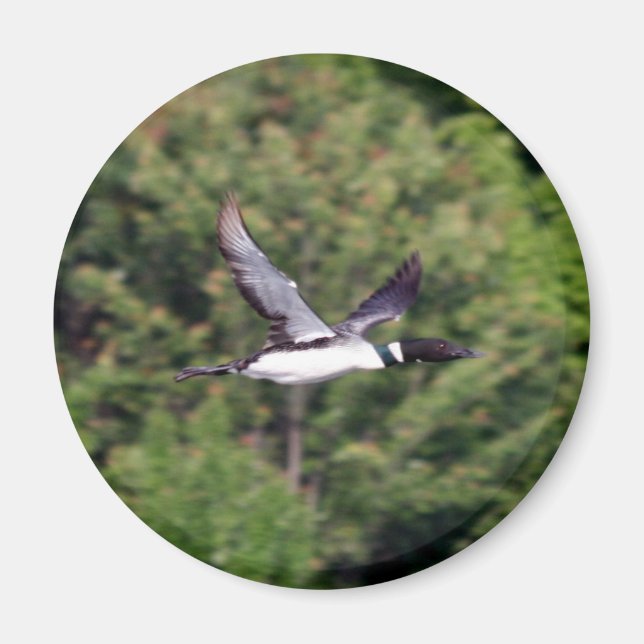 Loon Magnet (Framsidan)