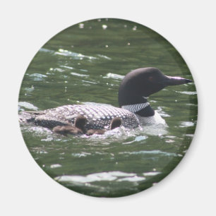 Loon med babyar 2 magnet