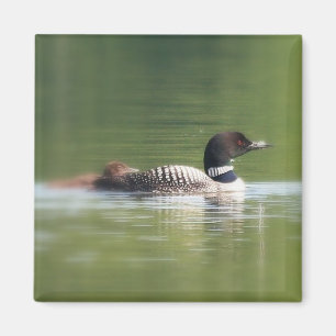 Loon med chickmagneten magnet