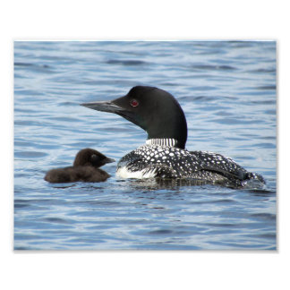 Loon och baby fototryck