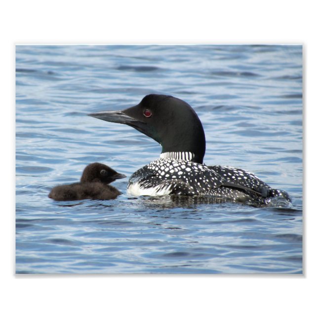 Loon och baby fototryck (Framsidan)