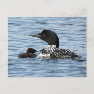 Loon och baby vykort