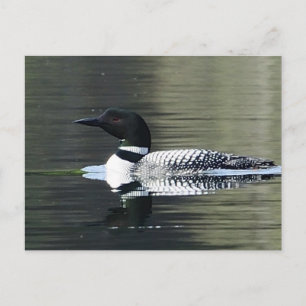 Loon på sjö i berget vykort