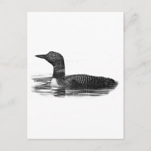 Loon på Sjö Vykort