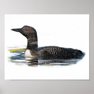 Loon på Vatten Poster