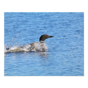 Loon Photo Print Fototryck