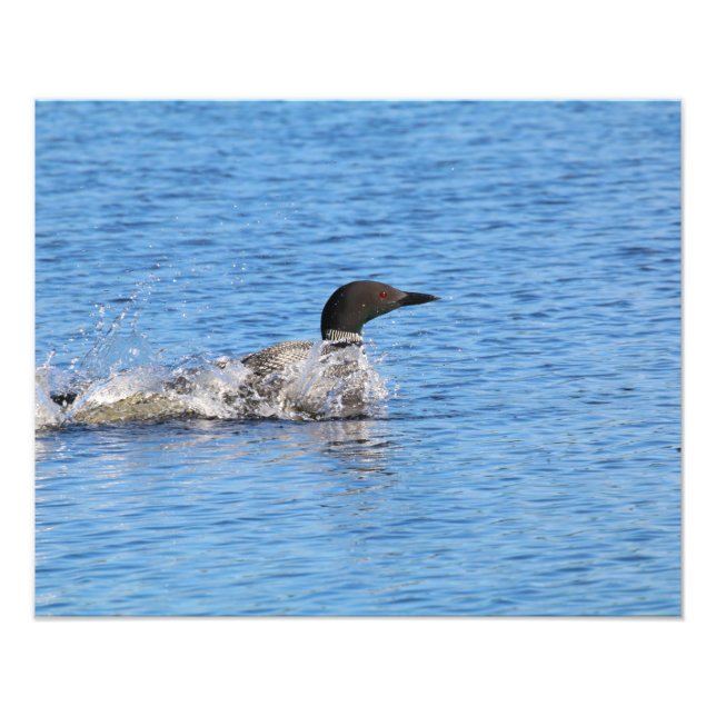 Loon Photo Print Fototryck (Framsidan)