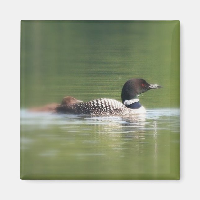 Loon with chick Magnet (Framsidan)