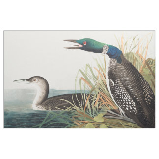 Loons (nordlig dykare) vid John James Audubon Tyg