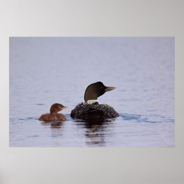 Loons on Forked Sjö Poster (Framsidan)