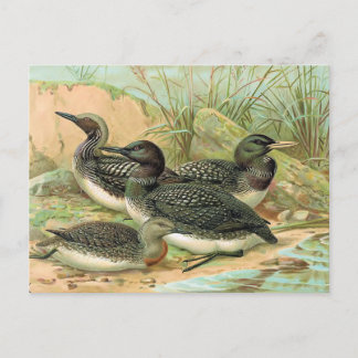 Loons Vintage Bird Illustration Vykort
