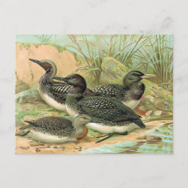 Loons Vintage Bird Illustration Vykort