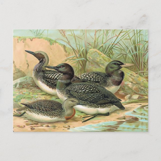 Loons Vintage Bird Illustration Vykort (Framsida)